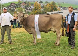 151010ViehschauNW 222